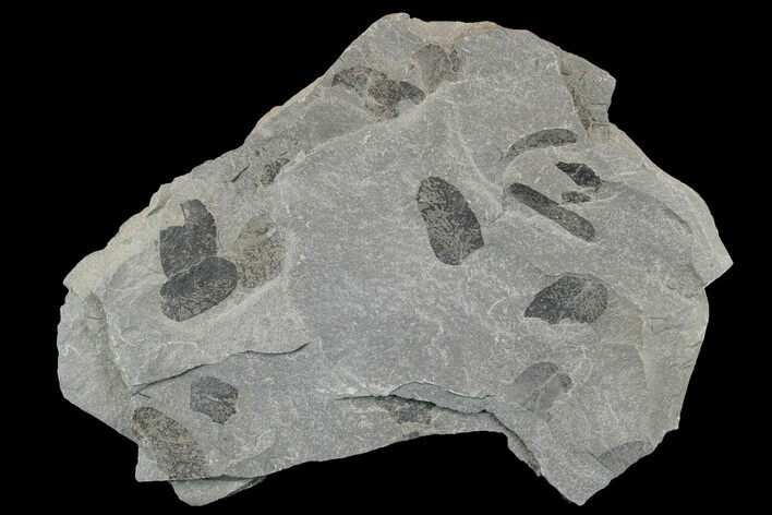 Pennsylvanian Fossil Fern (Macroneuropteris) Plate - Kentucky #181357
